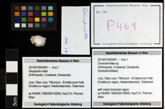 Foto (Objekt + Etiketten) von Goniodromites sp. 